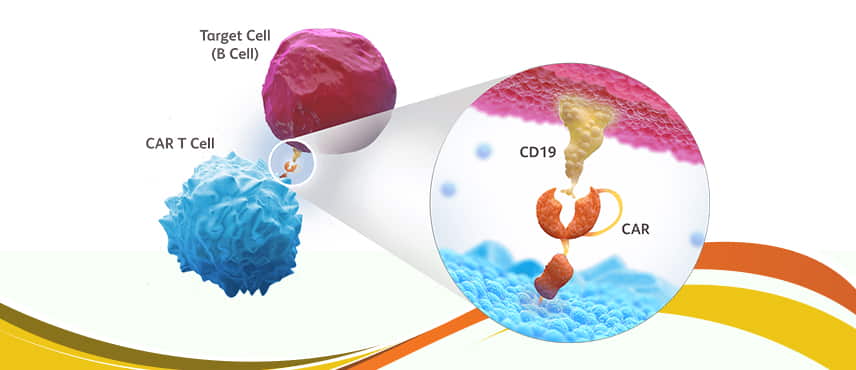 CAR T Cell Therapy